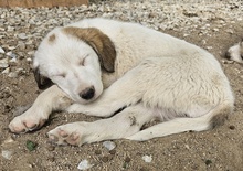 LANA, Hund, Mischlingshund in Griechenland - Bild 5