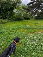 GEPY, Hund, Epagneul Breton in Gießen - Bild 4