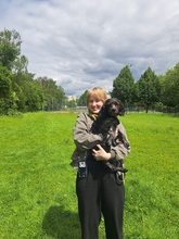 GEPY, Hund, Epagneul Breton in Gießen - Bild 5