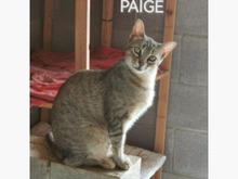 PAIGE, Katze, Europäisch Kurzhaar in Spanien - Bild 2