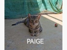 PAIGE, Katze, Europäisch Kurzhaar in Spanien - Bild 3