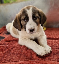 WILLA, Hund, Mischlingshund in Griechenland - Bild 3