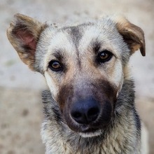 TINNUVIEL, Hund, Mischlingshund in Griechenland - Bild 1