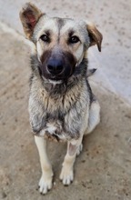 TINNUVIEL, Hund, Mischlingshund in Griechenland - Bild 16