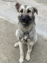 TINNUVIEL, Hund, Mischlingshund in Griechenland - Bild 17