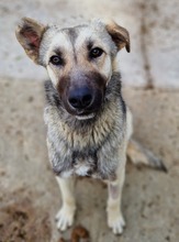 TINNUVIEL, Hund, Mischlingshund in Griechenland - Bild 18