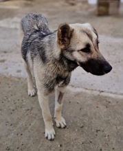 TINNUVIEL, Hund, Mischlingshund in Griechenland - Bild 19