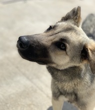 TINNUVIEL, Hund, Mischlingshund in Griechenland - Bild 2