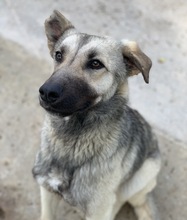 TINNUVIEL, Hund, Mischlingshund in Griechenland - Bild 20