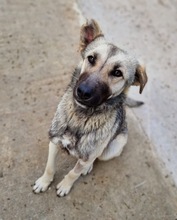 TINNUVIEL, Hund, Mischlingshund in Griechenland - Bild 3