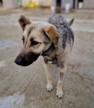 TINNUVIEL, Hund, Mischlingshund in Griechenland - Bild 8