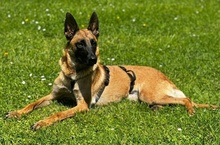 THAI, Hund, Mischlingshund in Herdecke - Bild 21