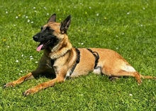 THAI, Hund, Mischlingshund in Herdecke - Bild 22