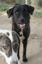 TARGA, Hund, Mischlingshund in Griechenland - Bild 3