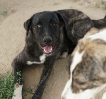 TARGA, Hund, Mischlingshund in Griechenland - Bild 6