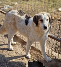 SOAVE, Hund, Mischlingshund in Griechenland - Bild 12