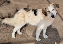 SOAVE, Hund, Mischlingshund in Griechenland - Bild 2