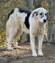 SALLYBROWN, Hund, Mischlingshund in Griechenland - Bild 2