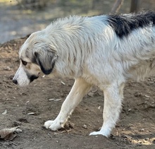 SALLYBROWN, Hund, Mischlingshund in Griechenland - Bild 4