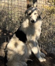 SALLYBROWN, Hund, Mischlingshund in Griechenland - Bild 6