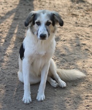 PEGGYJEAN, Hund, Mischlingshund in Griechenland - Bild 10