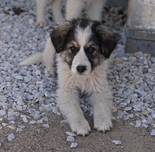 PEGGYJEAN, Hund, Mischlingshund in Griechenland - Bild 11