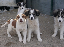 PEGGYJEAN, Hund, Mischlingshund in Griechenland - Bild 13