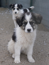 PEGGYJEAN, Hund, Mischlingshund in Griechenland - Bild 14