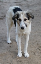 PEGGYJEAN, Hund, Mischlingshund in Griechenland - Bild 2