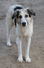 PEGGYJEAN, Hund, Mischlingshund in Griechenland - Bild 3