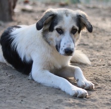 PEGGYJEAN, Hund, Mischlingshund in Griechenland - Bild 9