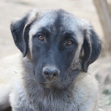 NIRA, Hund, Mischlingshund in Griechenland - Bild 1