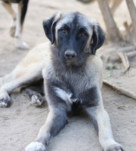 NIRA, Hund, Mischlingshund in Griechenland - Bild 10