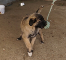 NIRA, Hund, Mischlingshund in Griechenland - Bild 13