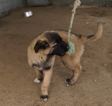 NIRA, Hund, Mischlingshund in Griechenland - Bild 14