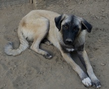 NIRA, Hund, Mischlingshund in Griechenland - Bild 2