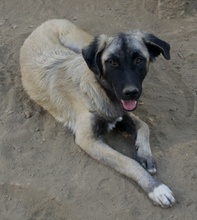 NIRA, Hund, Mischlingshund in Griechenland - Bild 3