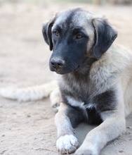 NIRA, Hund, Mischlingshund in Griechenland - Bild 9