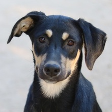 NEPAL, Hund, Mischlingshund in Griechenland - Bild 1