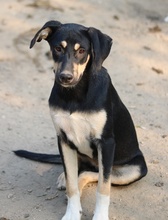 NEPAL, Hund, Mischlingshund in Griechenland - Bild 10