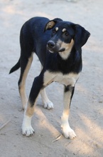 NEPAL, Hund, Mischlingshund in Griechenland - Bild 11