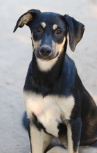 NEPAL, Hund, Mischlingshund in Griechenland - Bild 12