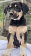 NEPAL, Hund, Mischlingshund in Griechenland - Bild 13