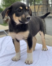 NEPAL, Hund, Mischlingshund in Griechenland - Bild 15