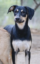 NEPAL, Hund, Mischlingshund in Griechenland - Bild 2