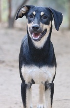 NEPAL, Hund, Mischlingshund in Griechenland - Bild 3