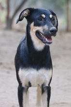 NEPAL, Hund, Mischlingshund in Griechenland - Bild 4