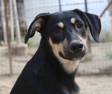 NEPAL, Hund, Mischlingshund in Griechenland - Bild 5