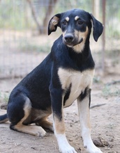 NEPAL, Hund, Mischlingshund in Griechenland - Bild 6