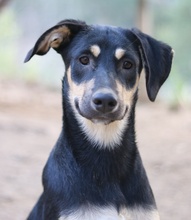 NEPAL, Hund, Mischlingshund in Griechenland - Bild 7